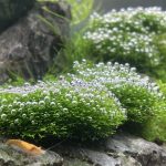 Riccia fluitans 'Dwarf'