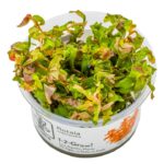 Rotala macrandra