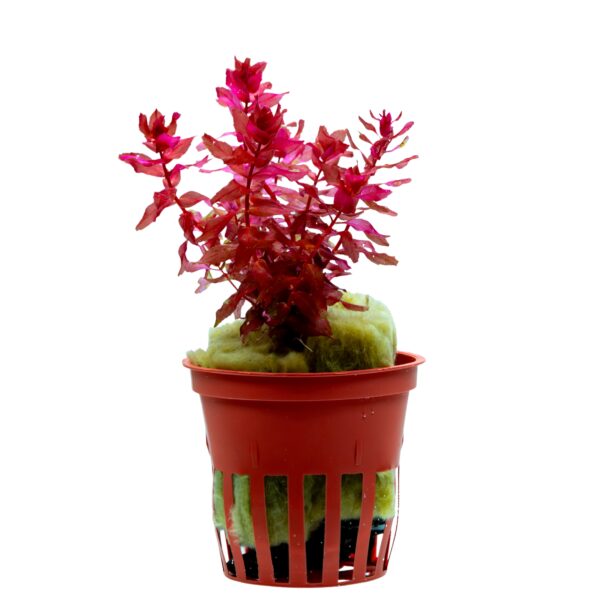 Rotala macrandra "Mini Type4"