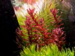 Rotala macrandra "Mini Type4" – Bild 2