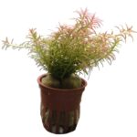 Rotala mexicana "Goias"