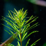 Rotala sp. 'Nanjenshan' – Bild 2