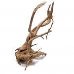 Rote Moorwurzel - Spiderwood