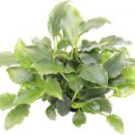 Schismatoglottis prietoi