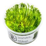Taxiphyllum "Taiwan moss"