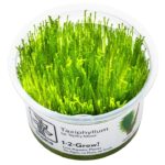 Taxiphyllum sp. "Spiky Moss"