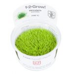 Utricularia graminifolia