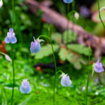 Utricularia graminifolia – Bild 3