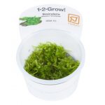 Vesicularia montagnei 'Christmas'