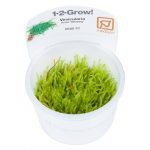 Vesicularia ferriei 'Weeping'