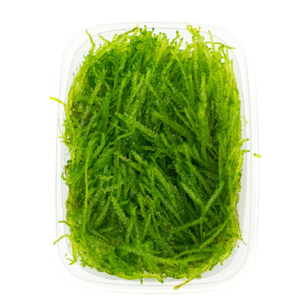 Vesicularia ferriei 'Weeping' - Portion