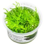 Vesicularia montagnei 'Christmas'