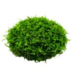 Liquid Garden Wabi-Kusa Ball mit Moos