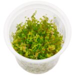 Rotala Macrandra "green"