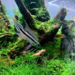 Apistogramma 'Tefe'