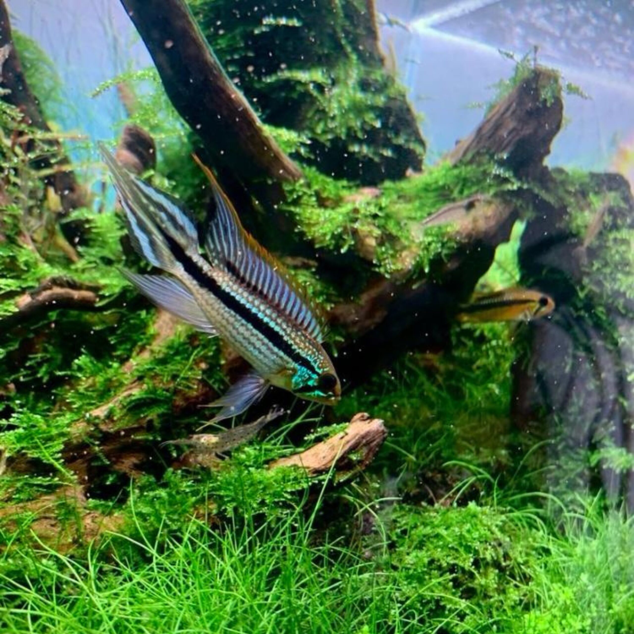 Apistogramma Tefe blue Apistogramma 'Tefe' – Bild 1