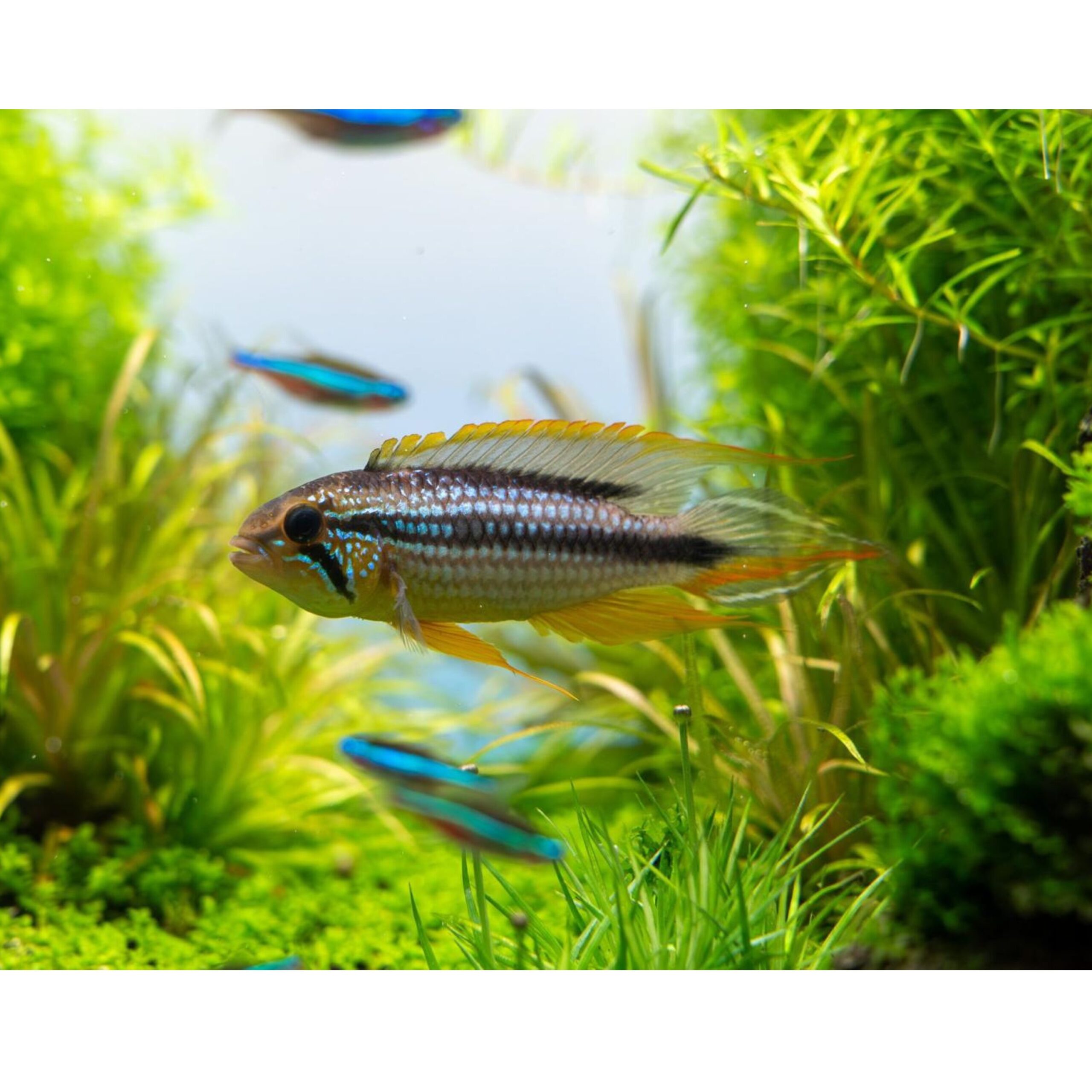Apistogramma tefe yellow Apistogramma 'Tefe' – Bild 2