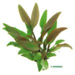 Cryptocoryne lutea