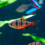 Puntius pentazona / Fünfgürtelbarbe