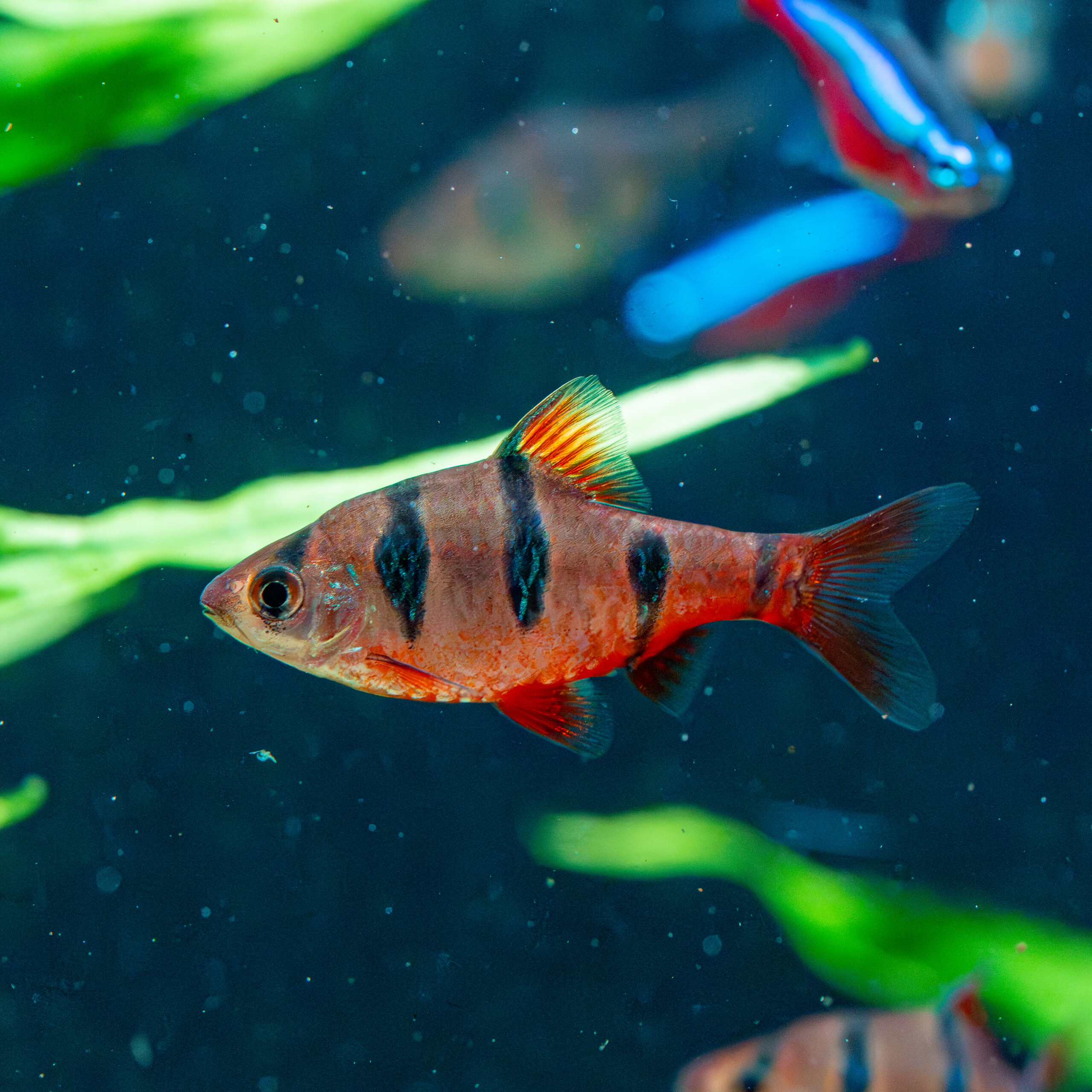 Fünfgürtelbarbe Puntius pentazona / Fünfgürtelbarbe – Bild 1