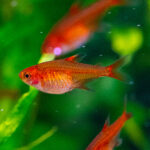 Hyphessobrycon amandae / Feuersalmler, Funkensalmler