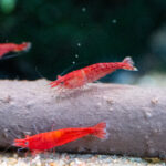 Neocaridina davidi 'Red Sakura' / Red Sakura-Garnele – Bild 3