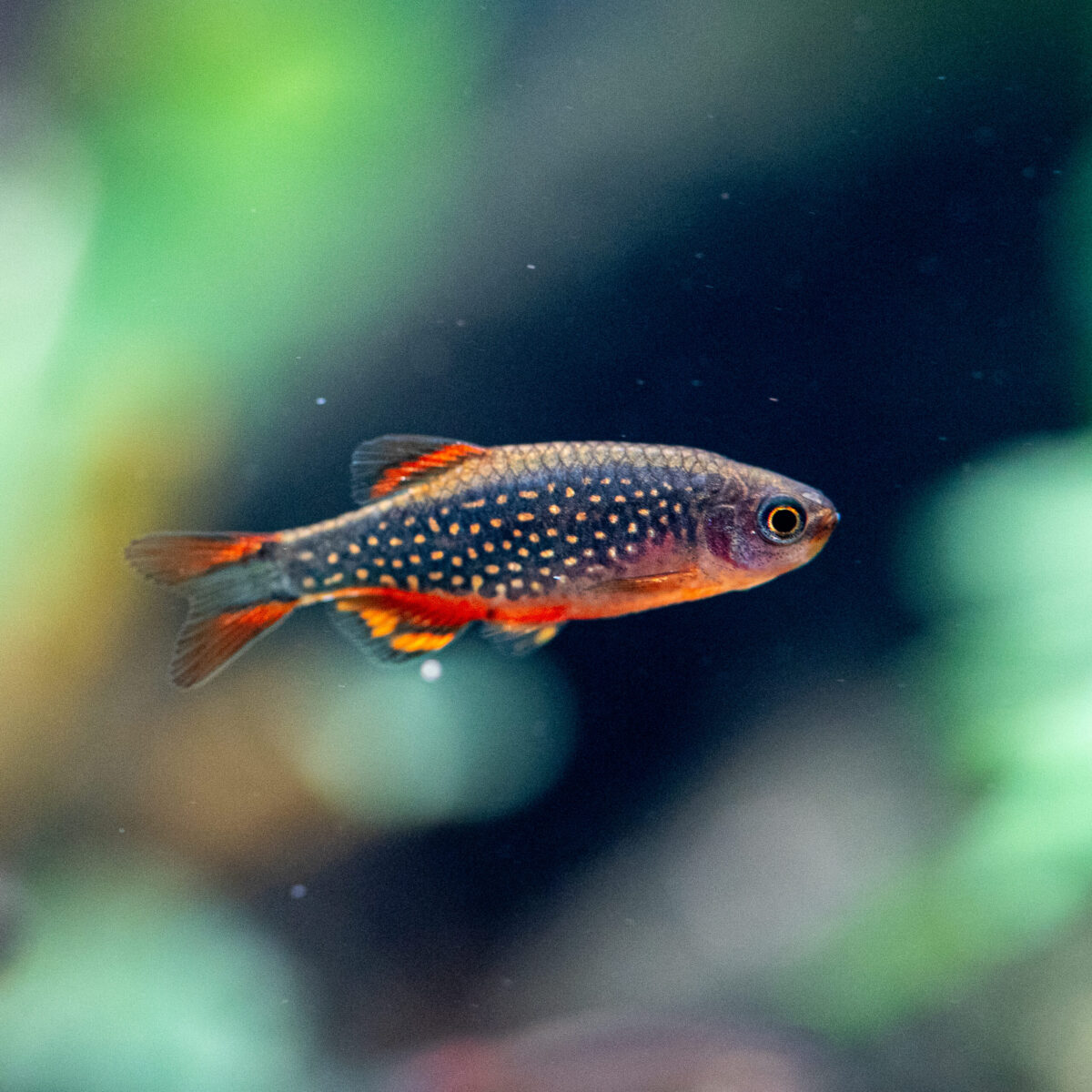 Danio margaritatus (Microrasboras galaxy) / Perlhuhnbärbling – Bild 1