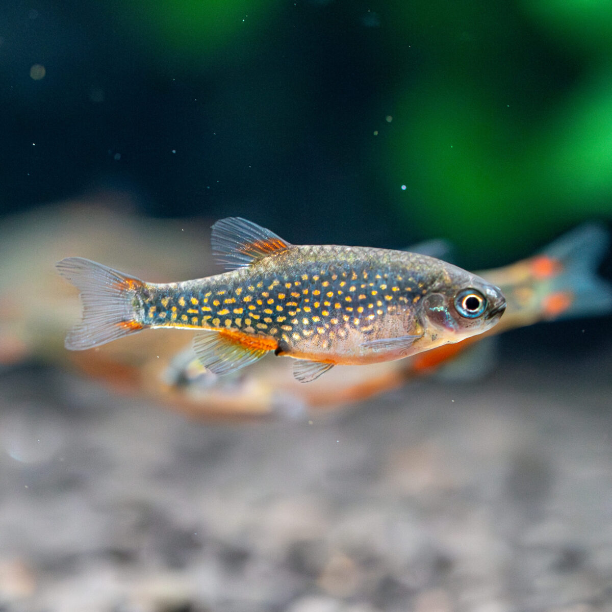 Danio margaritatus (Microrasboras galaxy) / Perlhuhnbärbling – Bild 2