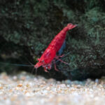 Neocaridina davidi 'Red Sakura' / Red Sakura-Garnele