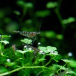 Caridina pareparensis parvidentata / Sulawesi Inlandsgarnele
