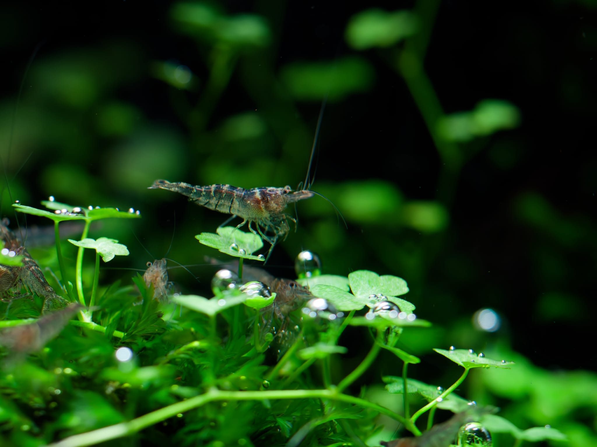 Sulawesi Innlandsgarnele Caridina pareparensis parvidentata / Sulawesi Inlandsgarnele – Bild 1