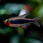 Tucanoichthys tucano / Tucano Salmler