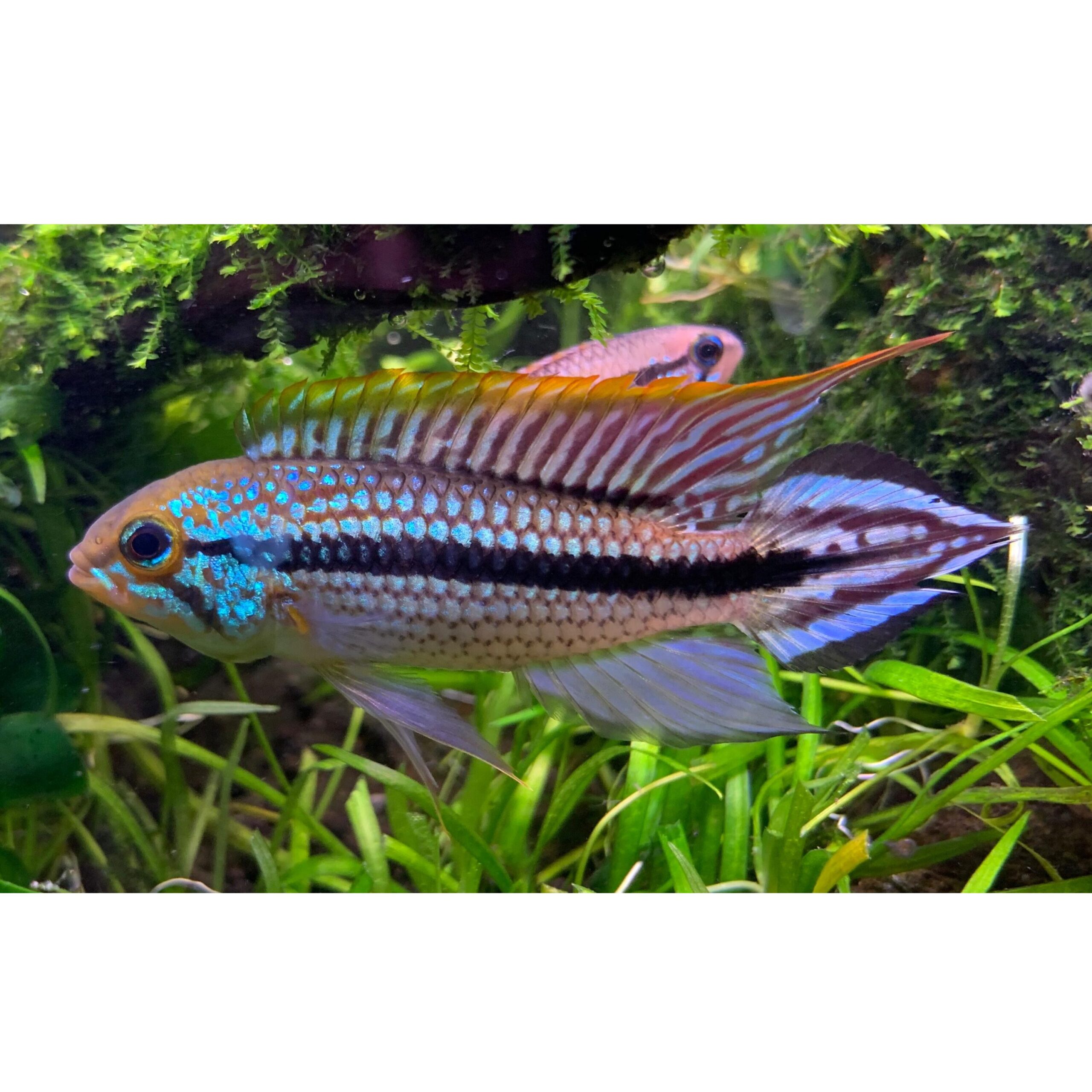 apistogramma tefe blue with female Apistogramma 'Tefe' – Bild 3