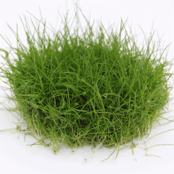 Eleocharis pusilla