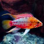 Apistogramma hongsloi / Rotstrich-Zwergbuntbarsch