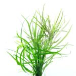 Pogostemon quadrifolius