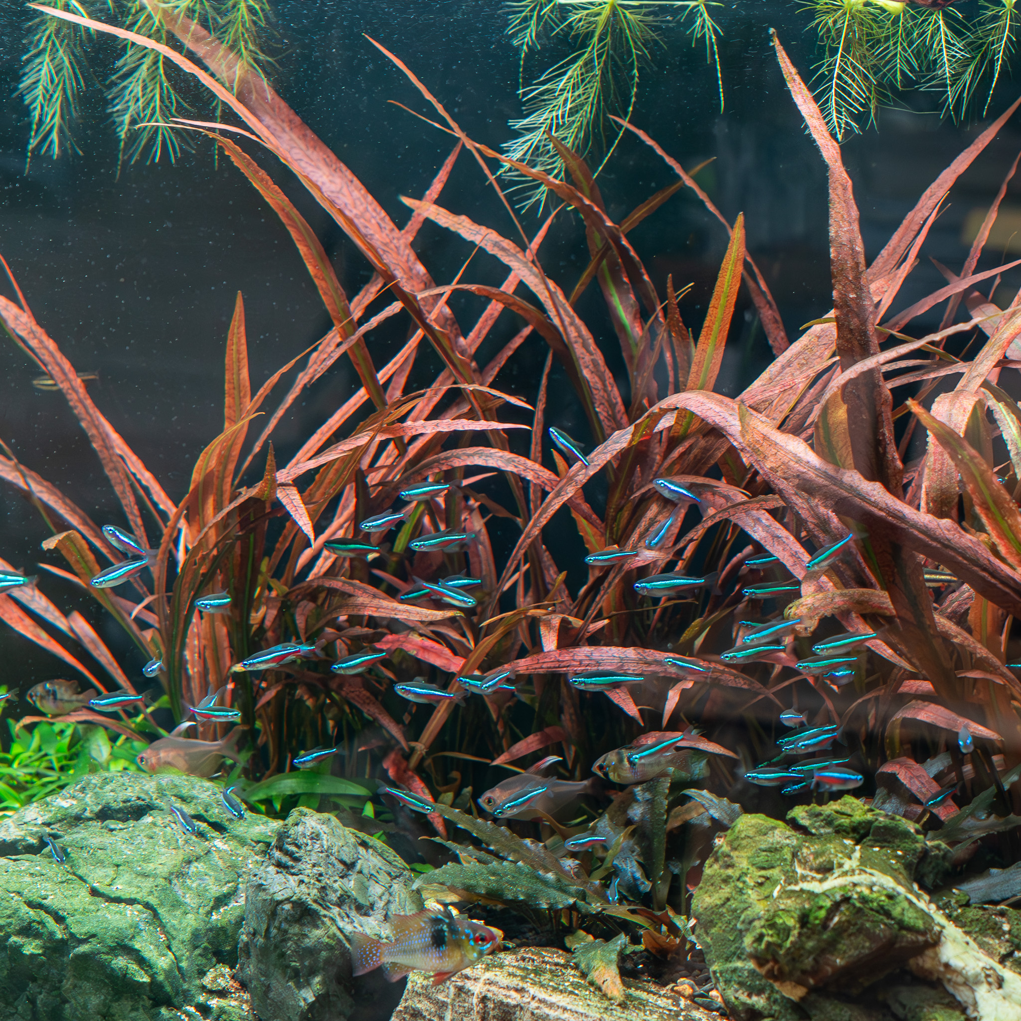 Cryptocoryne spiralis Red' - Liquid Nature