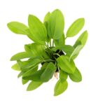 Echinodorus cordifolius MINI Topfpflanze