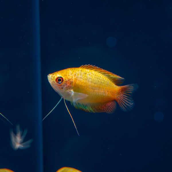 Trichogaster chuna "gold" / Gelber/goldener Honiggurami