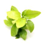 Anubias nana 'Gold'