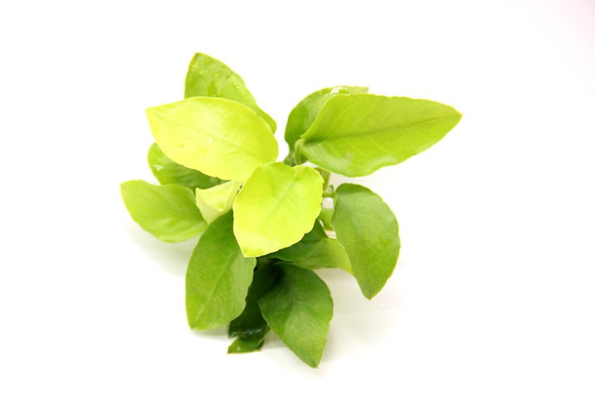 anubias nana Gold Anubias nana 'Gold' – Bild 1