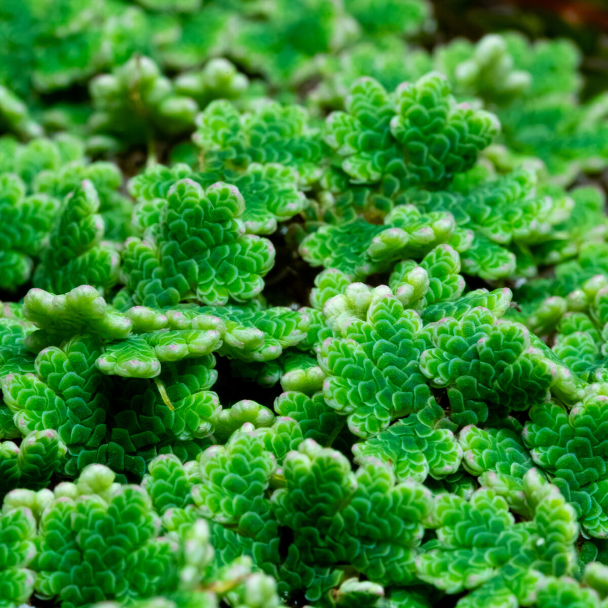 Azolla filiculoides Portion – Bild 2