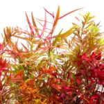 Hintergrundpflanzen - Bunt – Bild 2