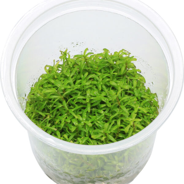 Rotala rotundifolia sp. 'Wayanad'