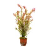 Rotala sp. 'shimoga'