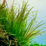 Blyxa japonica – Bild 2