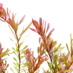 Rotala sp. 'shimoga' – Bild 2
