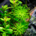 Myriophyllum "Guyana" – Bild 2