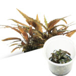 Cryptocoryne axelrodi