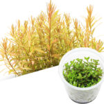 Rotala rotundifolia ceylon